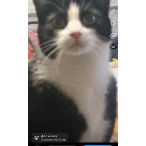 Lost Cat Spiderman