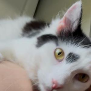 Lost Cat Mucca