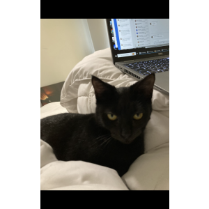 Image of Celine, Lost Cat