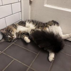 Image of Unknown, Found Cat