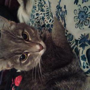 Lost Cat Holly