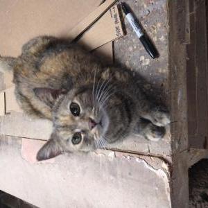 Lost Cat Skeeter