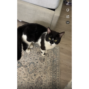 Image of Tango, Lost Cat