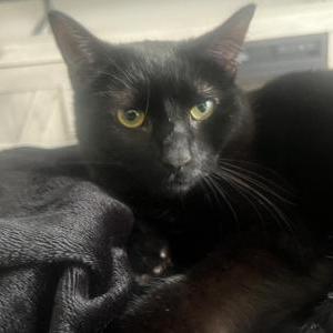 Lost Cat Mason