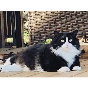 Image of Max, Lost Cat