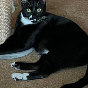 Image of Morty, Lost Cat