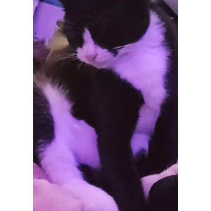 Lost Cat Loki