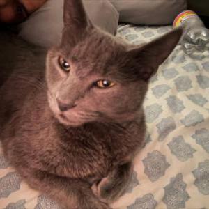 Image of Berloiz, Lost Cat