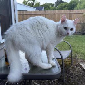 Found Cat Unknown