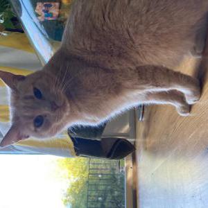 Lost Cat Boondi