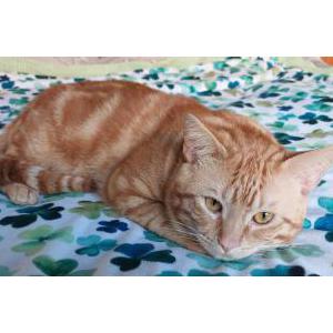 Image of Ozzy, Lost Cat