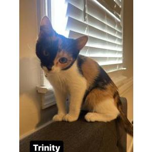 Lost Cat Trinity
