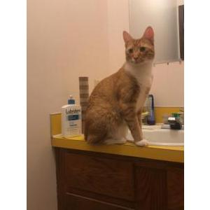 Lost Cat Corby