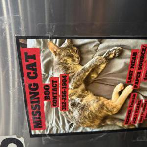 Lost Cat Boo