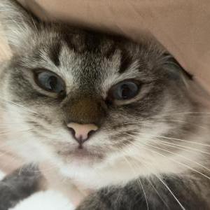 Lost Cat Noodles