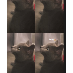 Image of zues, Lost Cat