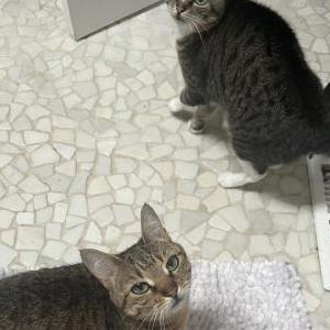 Lost Cat Birdy and Dovey