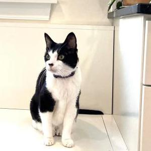 Lost Cat Enki