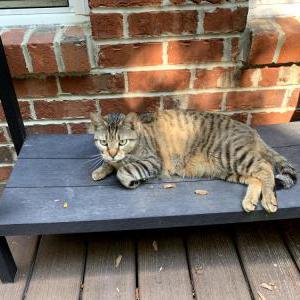 Lost Cat Kitty