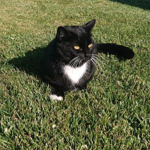 Found Cat Unknown