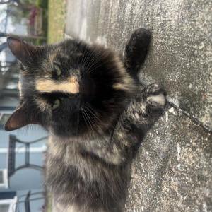 Image of Green Bean, Lost Cat