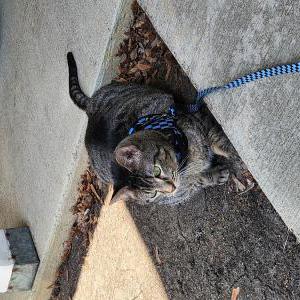 Lost Cat Majin