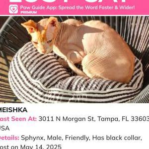 Image of Meishka, Lost Cat