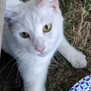 Image of Buddy, Lost Cat