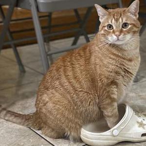 Lost Cat Simba