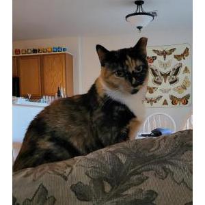 Image of Kleo, Lost Cat