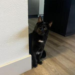 Lost Cat Kuro