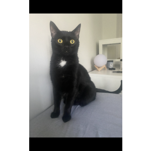 Lost Cat Loki