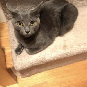 Lost Cat Layla