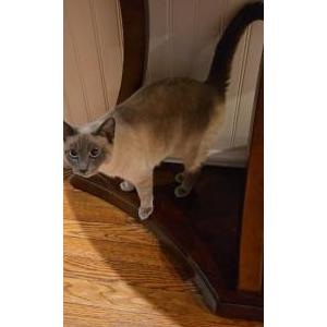 Lost Cat Storm