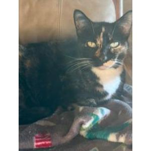 Lost Cat Unknown