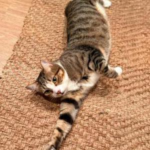 Lost Cat Leo