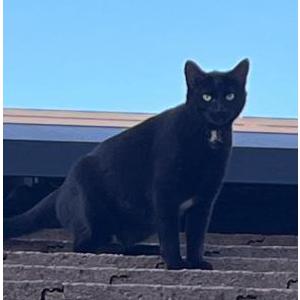 Image of Lurch, Lost Cat