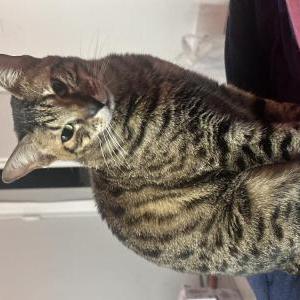 Lost Cat Minnie