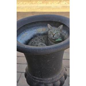 Image of Gypsy, Lost Cat