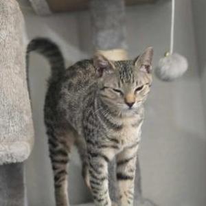 2nd Image of Gypsy, Lost Cat