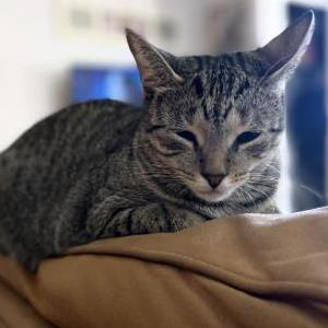 Image of Tigger, Lost Cat