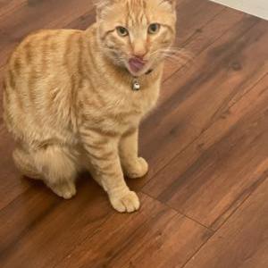Image of Garfield, Lost Cat