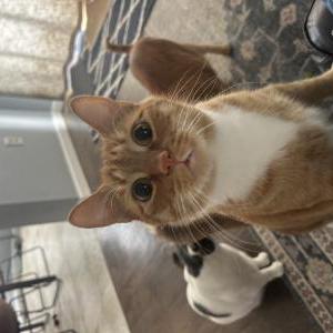 Lost Cat Milo