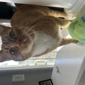 2nd Image of Milo, Lost Cat