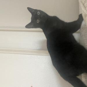 Image of jordyn, Lost Cat