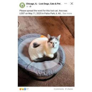 Image of Ana, Lost Cat