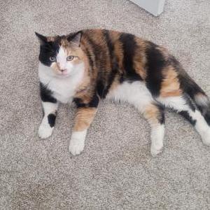 Image of Lola, Lost Cat