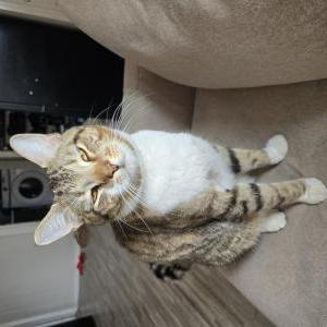 Lost Cat J meow