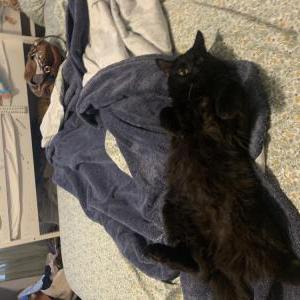 Image of King, Lost Cat