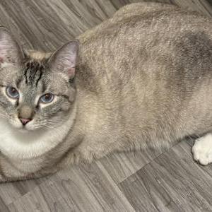 Image of Leaf, Lost Cat